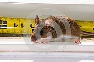 Mus musculus, a house mouse, in front of a ruler.