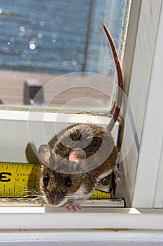 Mus musculus, a wild brown house mouse, in front of a ruler.