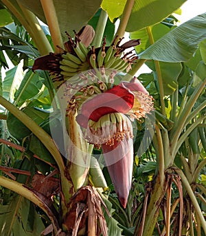 Musa acuminata flower is the inflorescence of banana trees closeup. photo