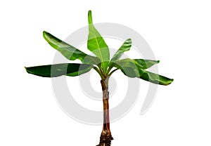Musa Banana plant photo