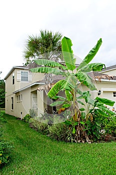 Musa basjoo, Japanese Banana tree