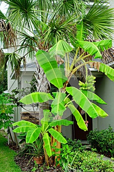 Musa basjoo, Japanese Banana tree