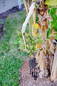 Musa basjoo, Japanese Banana tree