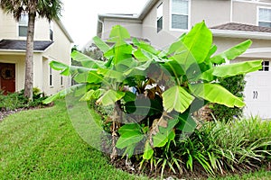 Musa basjoo, Japanese Banana tree