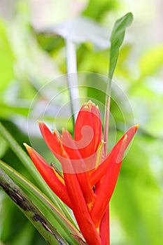 The flowers of Musa coccinea photo