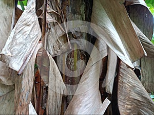 musa paradisiaca, dried banana tree leaves
