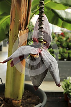 Musa paradisiaca flower in the garden