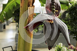 Musa paradisiaca flower in the garden