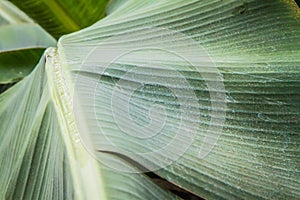 Musa paradisiaca plant