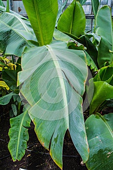 Musa paradisiaca plant