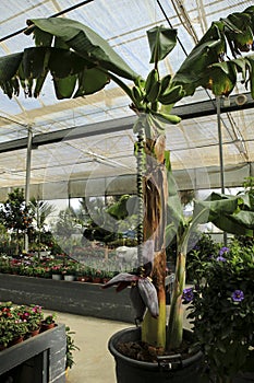 Musa paradisiaca tree for sale in a greenhouse