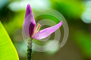 Musa sapientum banana tree flower photo