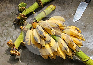 Musa sapientum Linn. or cultivated banana