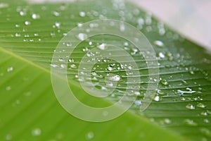 Musa sp. Banana Leaf with water droplet drop dew