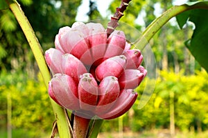 Musa velutina, the hairy banana or pink banana