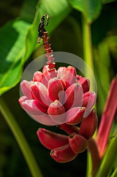 Musa velutina, the hairy banana or pink banana, diploid species of wild banana