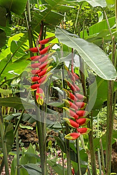 Musaceae Heliconia plant in a tropical garden, known as heliconia rostrata, lobster claw and parrot peak, red yellow flower with