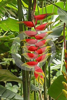 Musaceae Heliconia plant in a tropical garden, known as heliconia rostrata, lobster claw and parrot peak, red yellow flower with