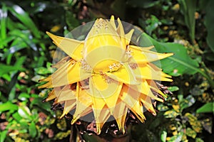 Musaceae plants hairyfruit musella flower