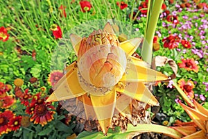 Musaceae plants hairyfruit musella flower