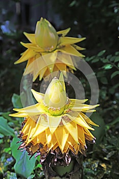 Musaceae plants hairyfruit musella flower