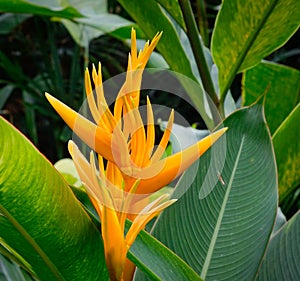 Musaceae yellow flowers