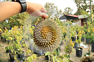 `musang king` Durian - the most delicious durian in the world