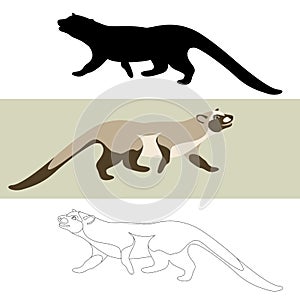 Musang vector illustration flat style black silhouette photo