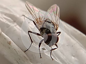 Musca autumnalis, fly on plastic