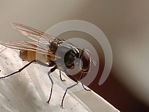 Musca autumnalis, fly on plastic