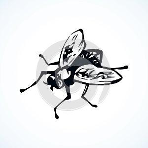 Fly. Vector drawing photo