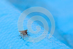 Musca Domestica Muscidae disease vector