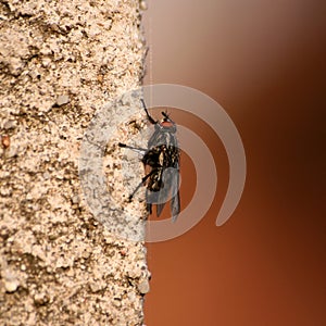 Musca domestica on wall photo