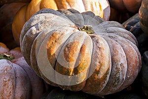 Muscade de Provence cucurbita pumpkin pumpkins from autumn photo