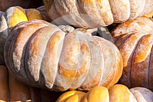 Muscade de Provence cucurbita pumpkin pumpkins from autumn photo