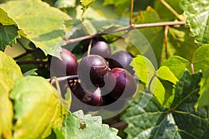 Muscadine Dark Purple Grapes Growing on a Vine