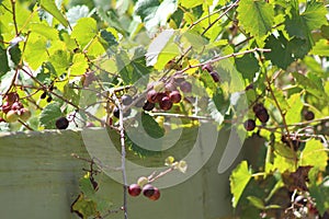 Muscadine on vine