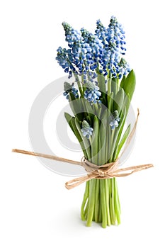 Muscari photo