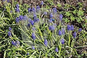 Muscari armeniacum