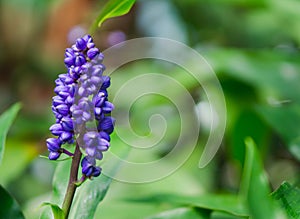 Muscari Armeniacum