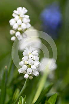 Muscari armeniacum album in bloom, white grape hyacinth white flowering plant,