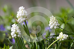 Muscari armeniacum album in bloom, white grape hyacinth white flowering plant,