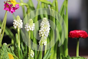 Muscari armeniacum album - white grape hyacinth, Armenian grape hyacinth, Garden Grape-hyacinth