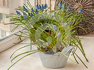 Muscari armeniacum on the balcony