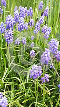 MUSCARI ARMENIACUM, beautiful many mini purple flower and green leaves in garden in Melbourne , Australia