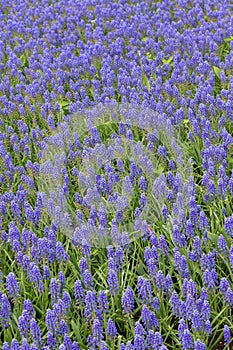 Muscari Armeniacum or Blue Grape Hyacinth