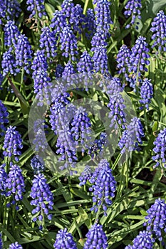 Muscari Armeniacum or Blue Grape Hyacinth