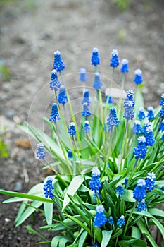 Muscari armeniacum Blue Grape Hyacinth blooming in the garden