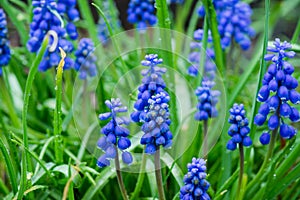 Muscari armeniacum Blue Grape Hyacinth blooming in the garden