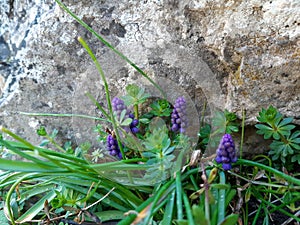 Muscari armeniacum Blue Grape Hyacinth blue flower among green grass, spring bloom concept